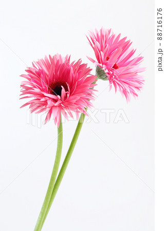 八重のガーベラ 88716176