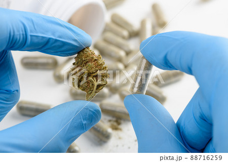 Scientist hold and compare CBD cannabis flower bud and transparent pill in other hand 88716259