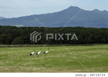 草原の丹頂鶴 88716734