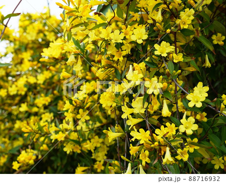 カロライナジャスミン カロライナジャスミン 88716932