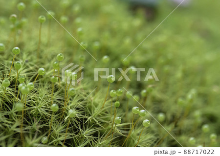 ふわふわまんまる　サクが可愛いタマゴケ 88717022