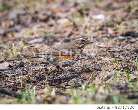 Wood bird Redwing, Turdus iliacus, on a sprng lawn. 88717520