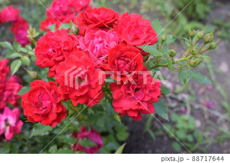 Big beautiful red rose flower with buds. 88717644