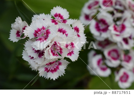 Flowerbed of Dianthus barbatus 88717651