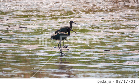 Pair of glossy ibis waterfowl, latin name Plegadis falcinellus, searching for food in the shallow lagoon. 88717701