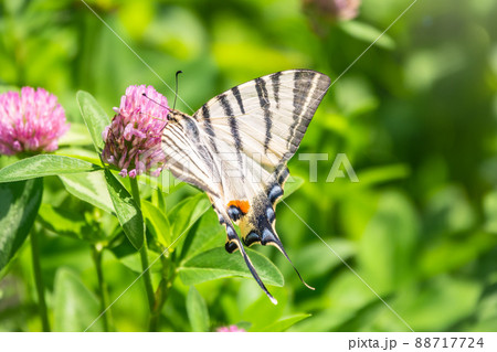 Beautiful Butterfly Scarce Swallowtail, Sail Swallowtail, Pear-tree Swallowtail, Podalirius. Latin name Iphiclides podaliriu. Butterfly collects nectar on flower. Beautiful Butterfly Scarce Swallowtail, Sail Swallowtail, Pear-tree Swallowtail, Podalirius. Latin name Iphiclides podaliriu. Butterfly collects nectar on flower. 88717724