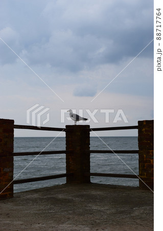 One seagull sits on a old sea pier. One seagull sits on a old sea pier. 88717764