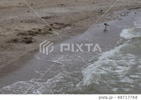 Seagull on the shores of the Sea. 88717768