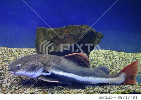 Redtail catfish (Phractocephalus hemioliopterus). Wild life animal. Redtail catfish (Phractocephalus hemioliopterus). Wild life animal. 88717781