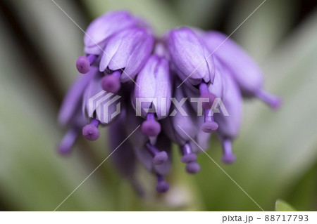 春の野山に自生する紫色のショウジョウバカマ 88717793