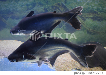 Big black iridescent shark pangasianodon hypophthalmus swimming underwater 88717794