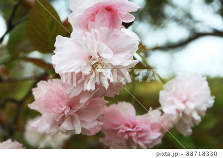 鎌足桜（木更津市） 88718330