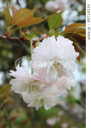 鎌足桜(木更津市) 鎌足桜(木更津市) 88718334