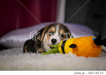 Welsh corgi dog with toy Welsh corgi dog with toy 88718510