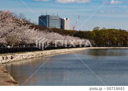 大阪城の堀に沿って咲く桜並木 88718601