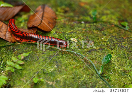 Madagascan Fire Millipede, Masoala Madagascar 88718637