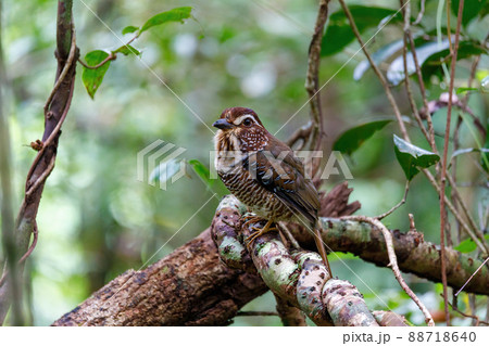 Short-legged Ground-Roller, Masoala, Madagascar 88718640