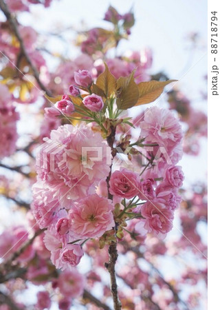 八重桜 88718794