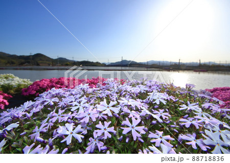 地域の広範囲に咲いている芝桜 88718836