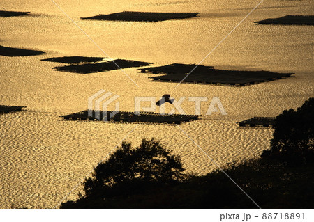瀬戸内海上空を飛行するトンビ 88718891