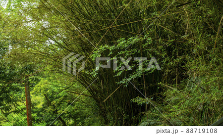 林 森 樹林 88719108