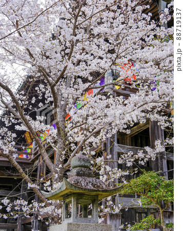 春の長谷寺（奈良県） 88719137