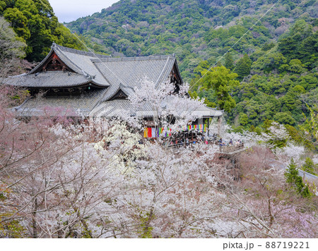 春の長谷寺 桜に埋もれる本堂(奈良県) 春の長谷寺 桜に埋もれる本堂(奈良県) 88719221