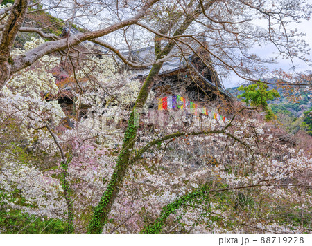 春の長谷寺 花に埋もれる本堂(奈良県) 春の長谷寺 花に埋もれる本堂(奈良県) 88719228