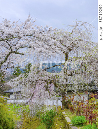 春の長谷寺（奈良県） 88719290