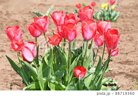 チューリップ チューリップ 88719360