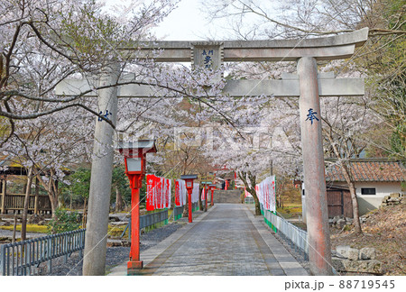 大寧寺の桜 大寧寺の桜 88719545