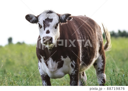 Cows in Countryside, Pampas, Argentina Cows in Countryside, Pampas, Argentina 88719876