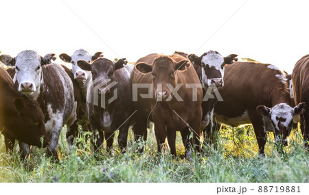 Cows in Countryside, Pampas, Argentina 88719881