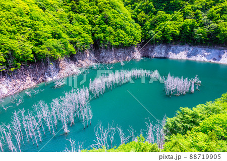【栃木県・日光市】湯西川ダム湖の水没林 【栃木県・日光市】湯西川ダム湖の水没林 88719905