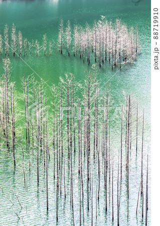 【栃木県・日光市】湯西川ダム湖の水没林 88719910