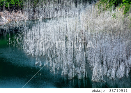 【栃木県・日光市】湯西川ダム湖の水没林 88719911