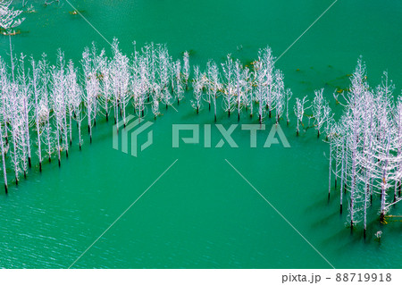 【栃木県・日光市】湯西川ダム湖の水没林 【栃木県・日光市】湯西川ダム湖の水没林 88719918