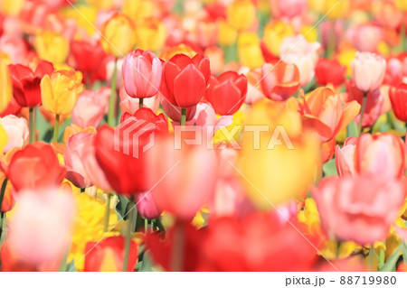 色とりどりのチューリップ　ふんわり　柔らか　赤、黄色 88719980