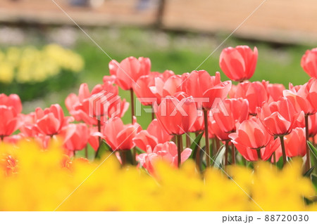 色とりどりのチューリップ　ふんわり　柔らか　赤、黄色 88720030