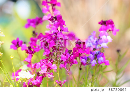 リナリアの花 88720065