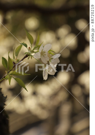 みどりよしの 桜・緑吉野満開 萩市 萩城跡 みどりよしの 桜・緑吉野満開 萩市 萩城跡 88720219