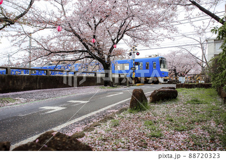 真間川の桜並木と都営浅草線5300形 88720323