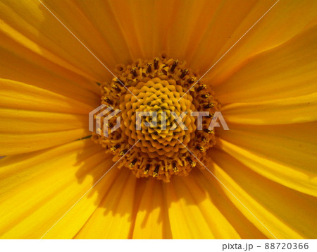 Closeup Yellow Flower 88720366