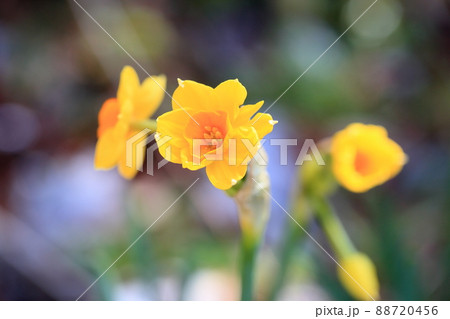 黄色の水仙 タリア 黄色の水仙 タリア 88720456