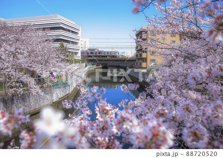 桜満開の海老川を走る総武快速線E217系 桜満開の海老川を走る総武快速線E217系 88720520