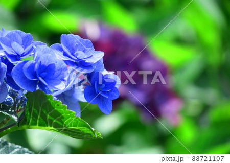 雨に濡れて咲く 88721107