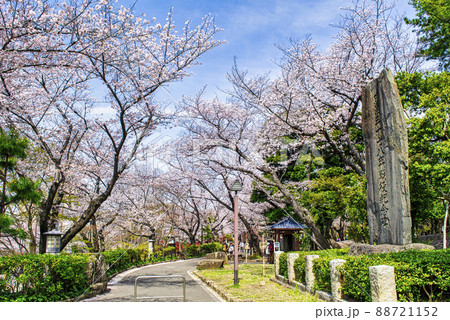 東京都　飛鳥山公園　満開の桜 88721152