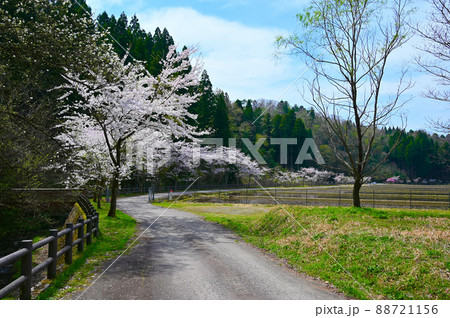 七ツ滝　川辺の桜並木　能美市 88721156
