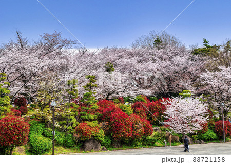 東京都　飛鳥山公園　満開の桜 88721158