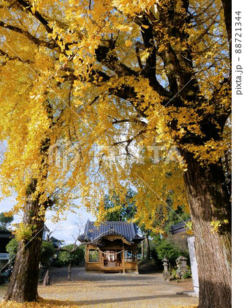 秋の菅原神社と銀杏紅葉　（熊本市北区） 88721344